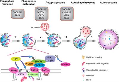 Autophagy and neurodegeneration: Unraveling the role of C9ORF72 in the regulation of autophagy and its relationship to ALS-FTD pathology